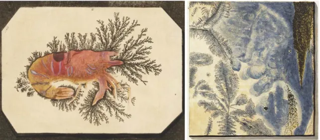 Figura 3. Ilustrações de livros antigos: (a) Dendritos ao redor de um camarão. Retirado de https://digitale.bibliothek.