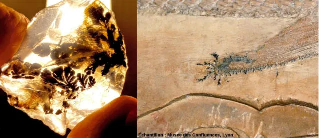 Figura 6. Dendritos de manganês: (a) Nos planos de fratura em cristal de quartzo de Minas Gerais, Brasil