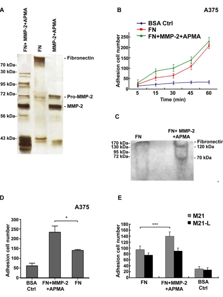 Figure 6. MMP-2 enhances the adhesion of melanoma cells mediated by avb3 integrin by cleaving fibronectin