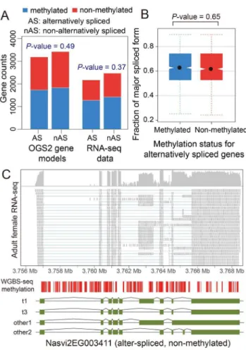 Figure 4. DNA methylation and alternative splicing. (A) Counts of alternatively spliced and non-alternatively spliced genes with different methylation status from OGS2 gene models (left) and  RNA-seq data (right)