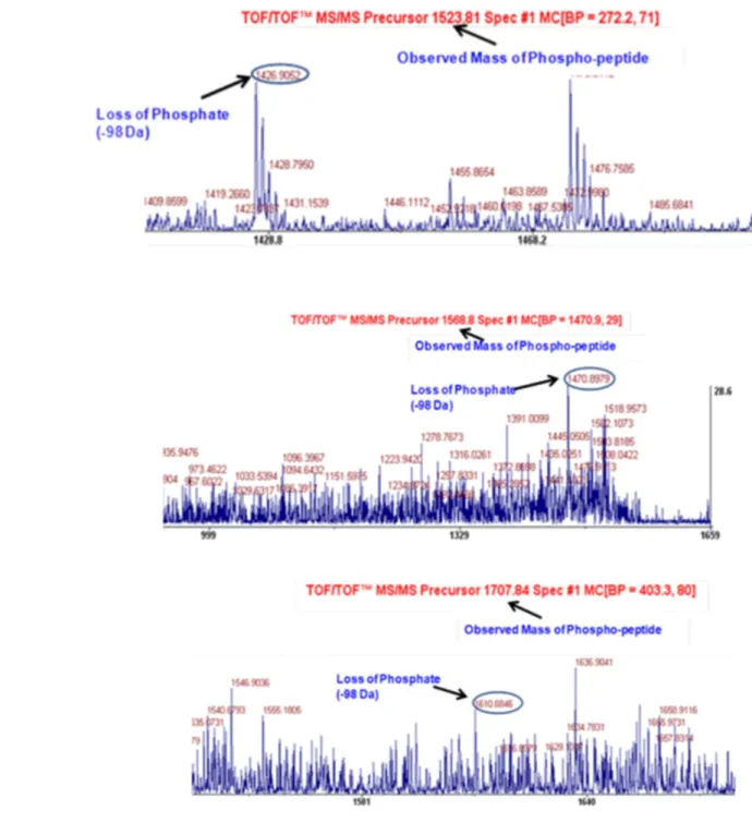 Figure 1. Identification of phosphorylated amino acids in cardiac PR65A. MALDI/TOF spectra for PR65A extracted from Dahl R rat hearts show that S303 (Panel A), T268 (Panel B), and S314 (Panel C) are phosphorylated