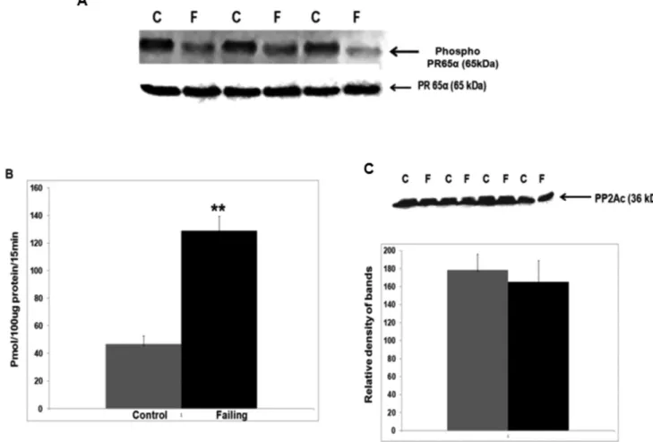 Figure 4. Reduced expression of phosphorylated PR65A and greater PP2A activity in systolic failing hearts