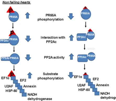 Figure 6. Schematic of signaling elucidated in present work.