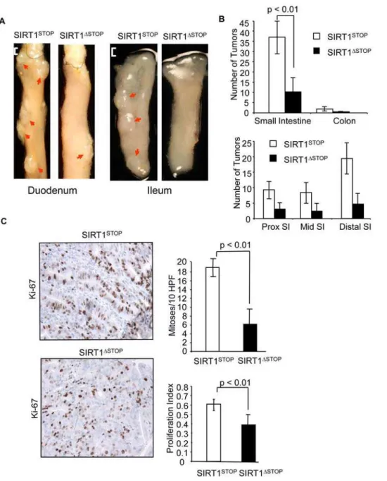 Figure 2. Effect of SIRT1 overexpression on intestinal tumor formation and proliferation in Apc min/+ mice