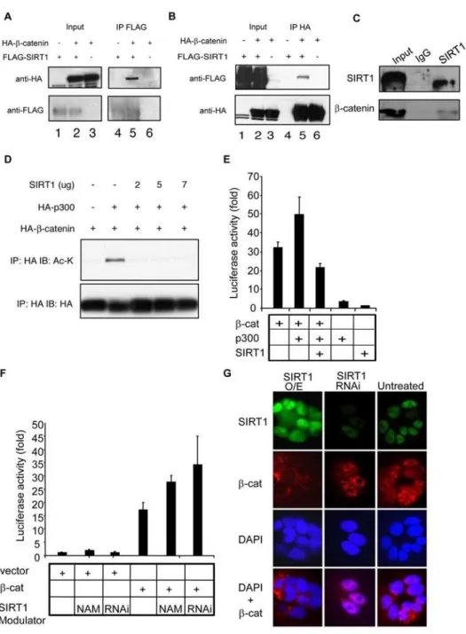 Figure 4. SIRT1 represses b-catenin transcriptional activity by directly interacting with and deacetylating b-catenin