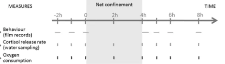 Fig 3. Design of the confinement experiment during time. Aquaria are followed during time for behavior, cortisol release rate and oxygen consumption