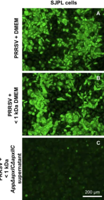 Figure 5. AppDapxIDapxIIC cell culture supernatant , 1 kDa fraction antiviral activity against PRRSV