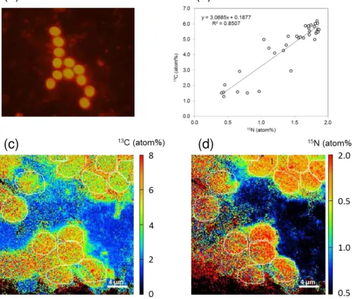 Figure 6. (a) Green excitation (510–560 nm) epifluorescent micrographs of UCYN-C, (b) 13 C and 15 N isotopic enrichment (atom%) in individual UCYN-C cells at day 17 in M2, (c, d) nanoSIMS images showing the 13 C (c) and 15 N (d) enrichment of individual UC