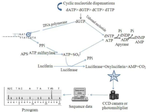 Fig. 1: Schematic representation of pyrosequencing 