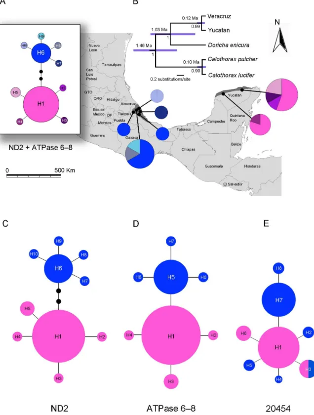 Figure 2. Genetic divergence of Doricha eliza populations in Veracruz and the Yucatan Peninsula, Mexico