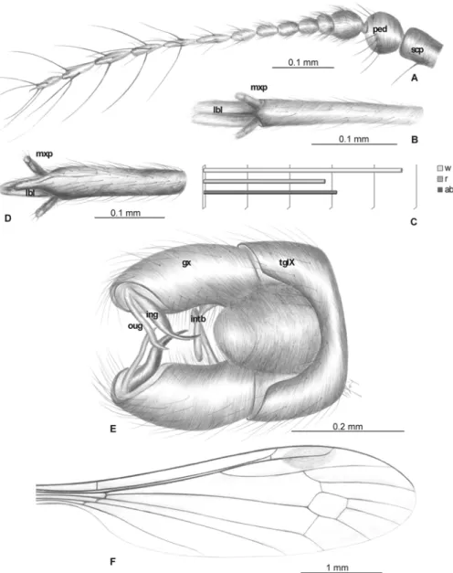 Fig 4. Elephantomyia (E.) brevipalpa [9]: A. No. 161 (male), antenna; B. No. MP/3323 (female), apical part of rostrum with maxillary palps (ventral view); C