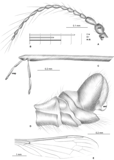 Fig 7. Elephantomyia (E.) irinae sp. nov., No. 250 (male), holotype: A. antenna; B. relation between the wing (w), rostrum (r), and abdomen (ab) lengths; C