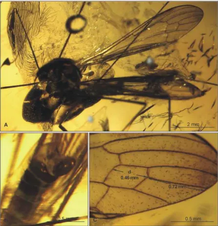 Fig 8. Morphology of Elephantomyia (E.) irinae sp. nov., No. MP/3324 (male): A. body; B