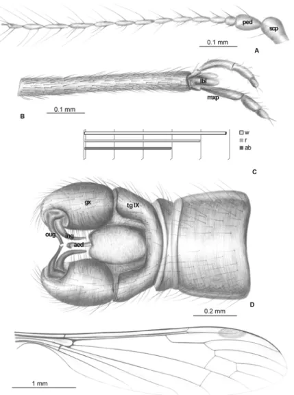 Fig 9. Elephantomyia (E.) longirostris [9], No. 1089 – 6 (male): A, antenna; B. apical part of rostrum with maxillary palps; C
