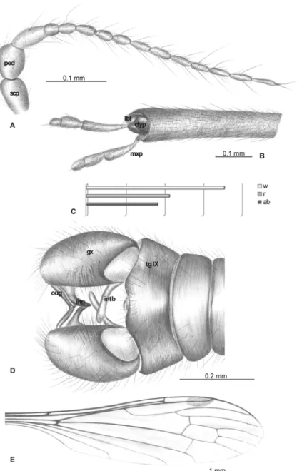 Fig 2. Elephantomyia (E.) bozenae sp. nov., No. MP/3338 (male), holotype: A. antenna; B
