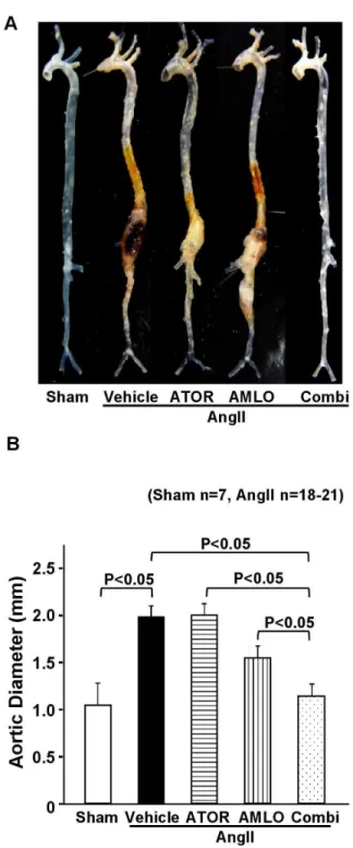 Figure  2.    Combination  therapy  with  atorvastatin  and amlodipine  suppresses  AngII-induced  AAA  formation  in ApoE -/-   mice