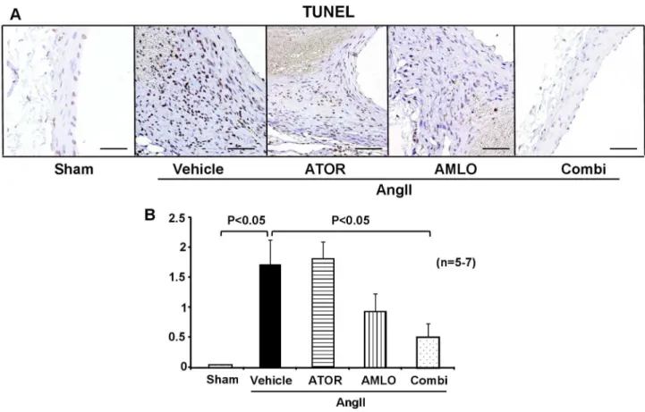 Figure 4.  Combination therapy with atorvastatin and amlodipine suppresses apoptosis in ApoE -/- 