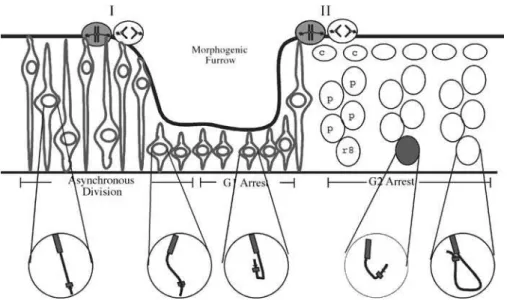 Table 2. List of Rearranged Chromosomes Studied