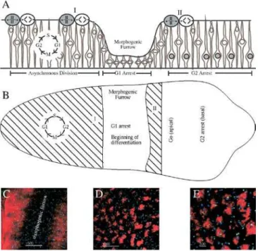 Table 1). Distributions from cone and photoreceptor cells were not signiﬁcantly different (p = 0.0184; Table 1;