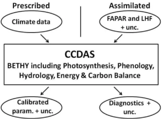 Fig. 1. Schematic diagram of the CCDAS structure. Ovals represent input and output data, and boxes represent calculation steps