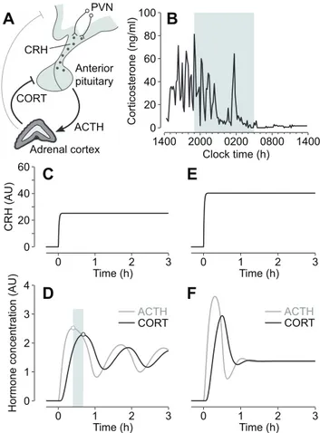 Figure 1. Regulation of glucocorticoid hormone secretion. (A) Negative feedback in the HPA axis plays a key role in regulating glucocorticoid (CORT) secretion