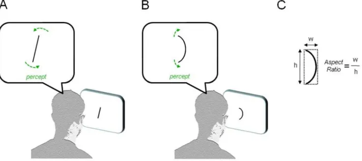 Figure 1. Perceptual drift during prolonged adaptation to simple, unchanging visual stimuli