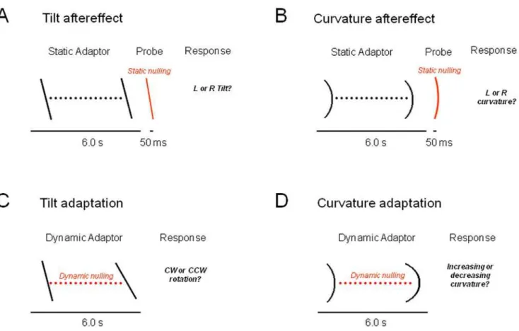 Figure 2. Experimental Design. The stimuli consisted of an array of 11 white dots on a black background