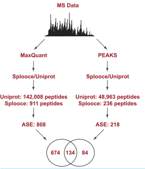 Figure 1 Experimental design flowchart. Briefly, public MS data from 11 cell lines (Geiger et al., 2012) were submitted to peptide identification using a Splooce database either by a probabilistic approach (MaxQuant) or a de novo approach (PEAKS)