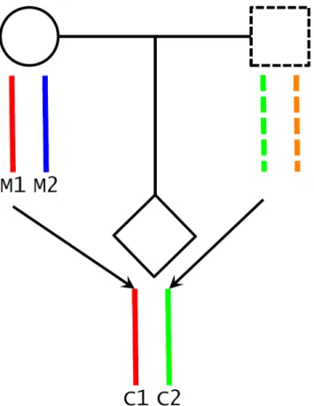Fig 2. Maternal transmission of alleles and haplotype scores. We inferred maternal transmission of alleles (M1 ! C1) and constructed haplotype scores: M1 and C1, maternal transmitted haplotype score; M2, maternal nontransmitted haplotype score; and C2, pat