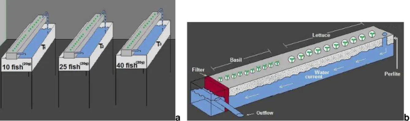 Figure 1. ( a)  Design of sm all- scale experim ent al aqu aponic syst em  ( wat er circulat ion   is highlight ed by arrows)  and ( b)  t he hydropon ic com part m ent 