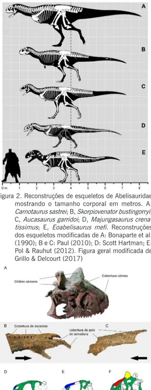 Figura 2. Reconstruções de esqueletos de Abelisauridae  mostrando o tamanho corporal em metros