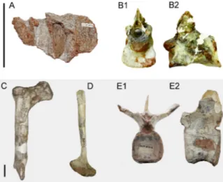 Figura 5. Elementos osteológicos de Abelissauridae re- re-cuperados em unidades geológicas brasileiras