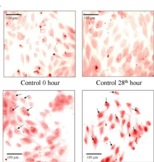 Fig. 6). Moreover significant over expression (p , 0.01) in the mineralisation-specific genes such as bone sialoprotein,  osteopon-tin, osteonectin and osteocalcin were observed in DW stimulated and non-stimulated samples in comparison to CC stimulated sam