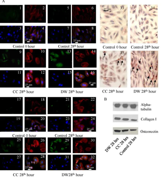 Table 1. The effect of DW and CC stimulations on SAOS-2 osteoblast-like cells.