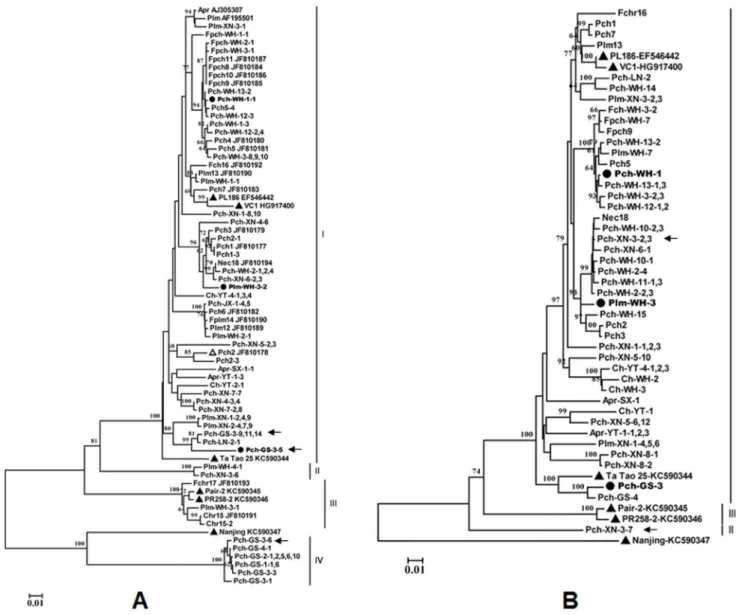 Figure 2. Phylogenetic analysis of isolates of Plum bark necrosis stem pitting-associated virus (PBNSPaV) based on the nucleotide sequences of their partial HSP70h gene (590 nt) (A) and complete coat protein gene (B)