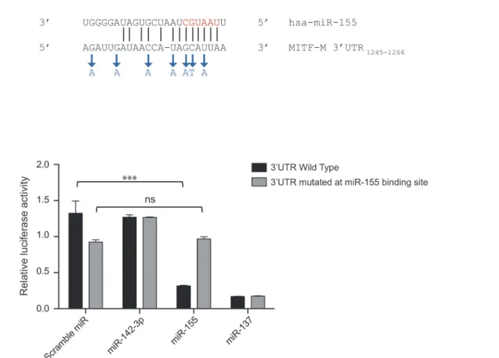 Fig 2. miR-155 targets MITF-M 3’UTR in HEK-293T cells. (A) Region of the MITF-M 3 ’ UTR where miR-155 is predicted to bind (subscript numbers indicate the position relative to the first nucleotide after the STOP codon)