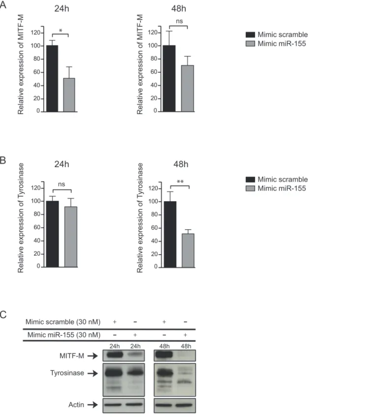Fig 3. miR-155 downregulates MITF-M in LB2201-MEL melanoma cell line. (A) MITF-M and (B) Tyrosinase expression was analyzed by quantitative RT-PCR in melanoma cell line LB2201-MEL 24h and 48h after the transfection with a mimic of miR-155 (30 nM)