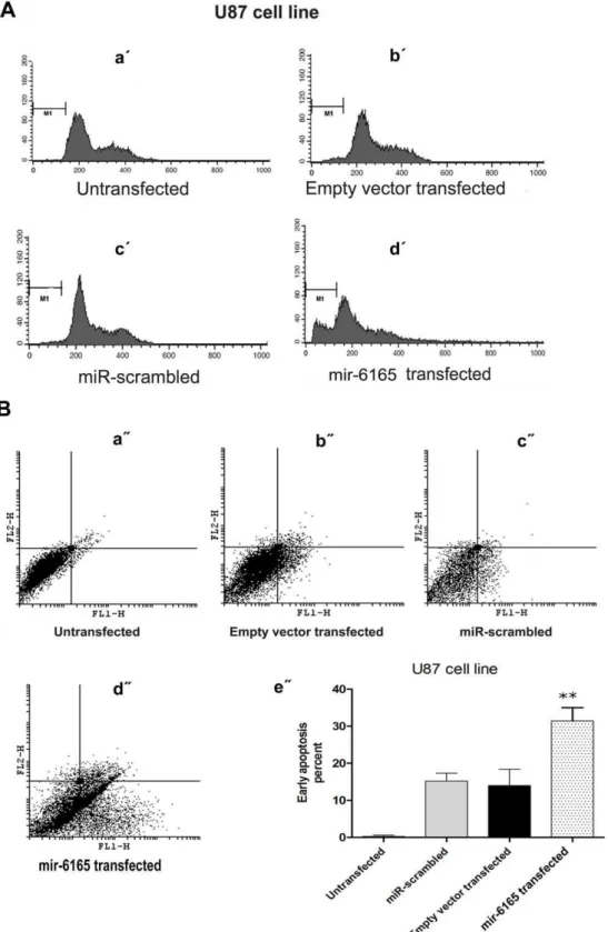 Figure 4. mir-6165 overexpression in U87 cell line induces apoptosis. A) PI staining of U87 cells 34 hours post transfection was done to investigate the effect of mir-6165 on cell cycle