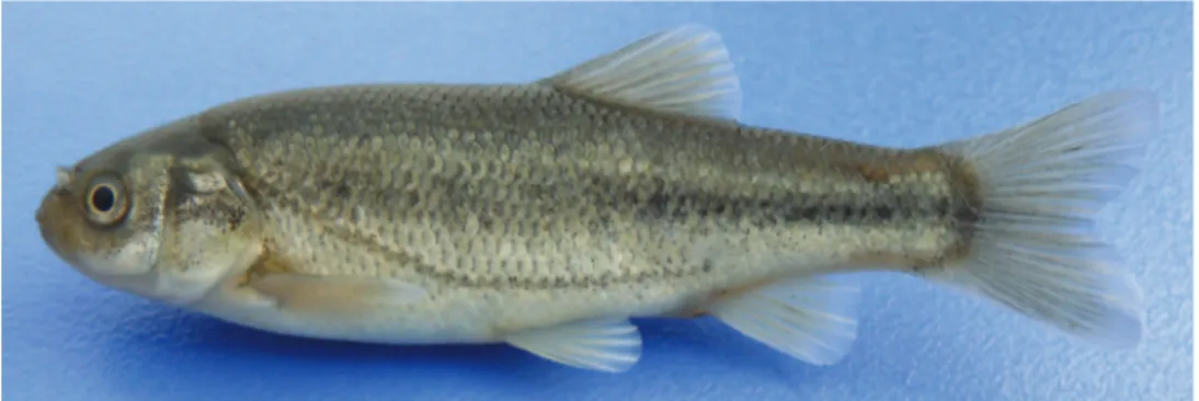 Figure 3. P. burduricus sp. n. IFC-ESUF 0428, paratype, 65.82 mm SL, female; Turkey: Değirmendere  Creek, Burdur.