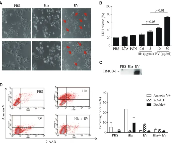 Figure 4. S. aureus EVs induces necrotic cell death, in contrast to soluble a -hemolysin