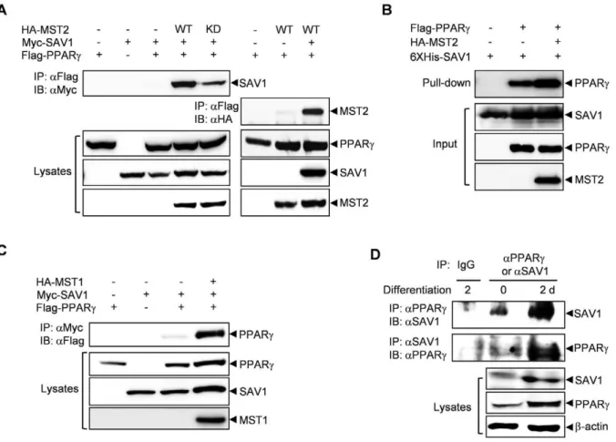 Figure 1. MST2 kinase stimulates the interaction of SAV1 and PPARc. (A) The interaction between SAV1 and PPARc was enhanced by MST2.