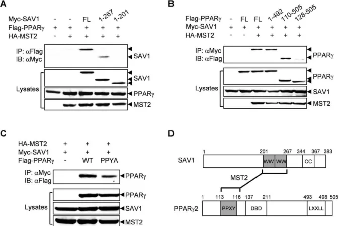 Figure 2. The WW domains of SAV1 and the PPYY motif of PPARc are required for their interaction