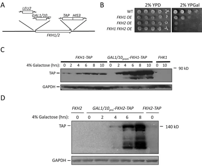 Figure 3. Increased FKH1 or FKH2 expression improves stress resistance and extends CLS and RLS