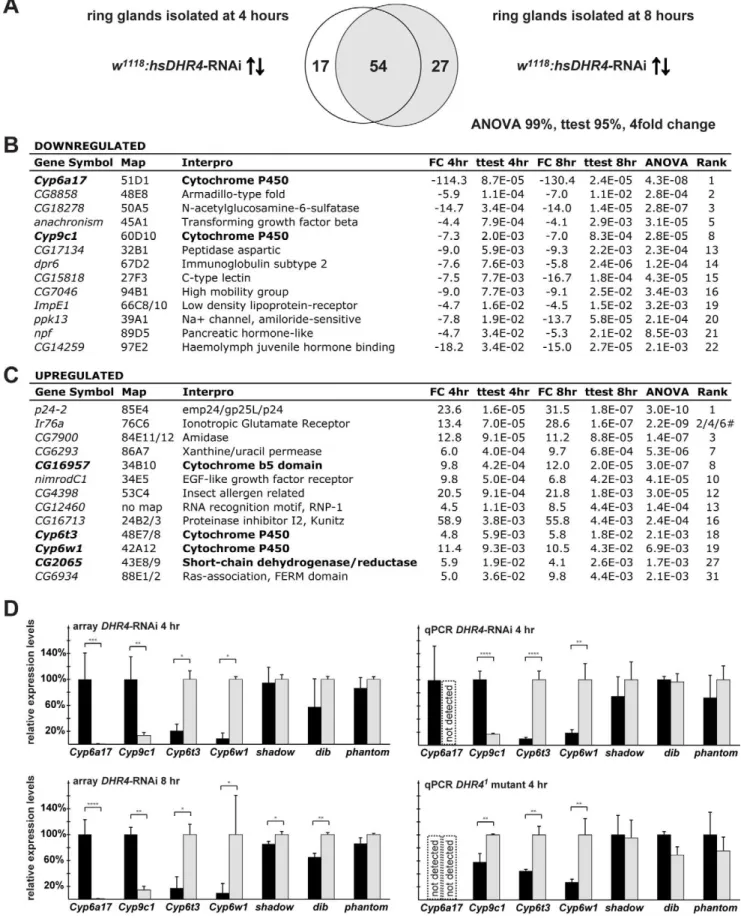 Figure 6. DHR4- RNAi ring gland microarray reveals misregulated cytochrome P450 genes