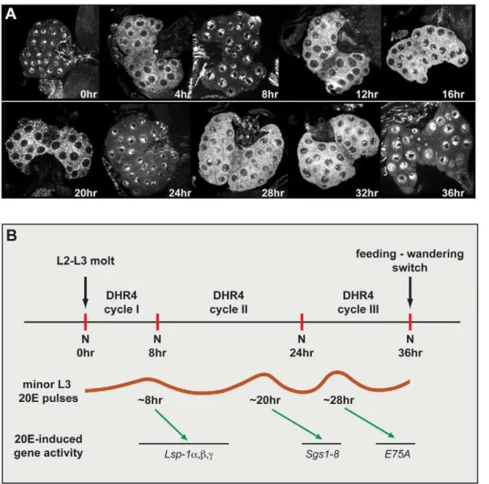 Figure 3. DHR4 oscillates between cytoplasm and nucleus in PG cells of L3 larvae. (A) Confocal images of ring glands isolated from carefully staged w 1118 L3 larvae at different times relative to the L2/L3 molt
