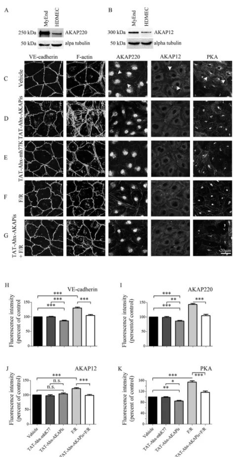 Figure 2. Effects of PKA compartmentalization on adherens junctions, actin cytoskeleton and AKAP organization