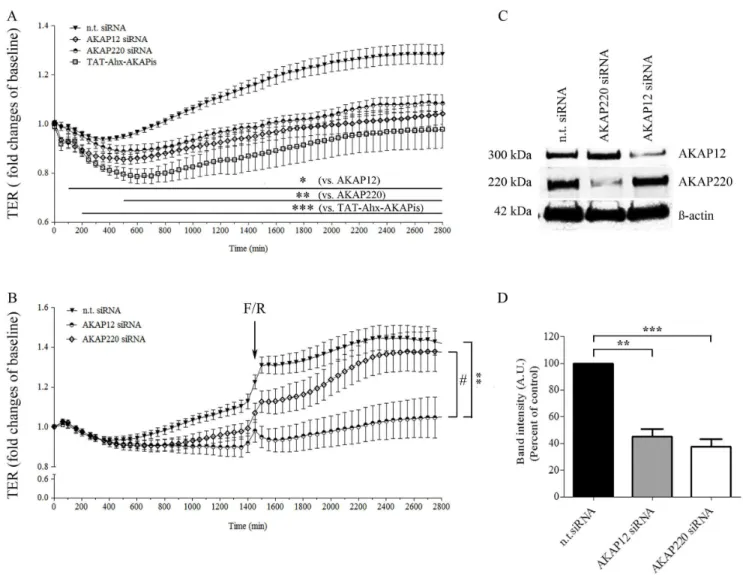 Figure 4. siRNA-mediated AKAP12 and AKAP220 knockdown significantly impaired endothelial barrier function