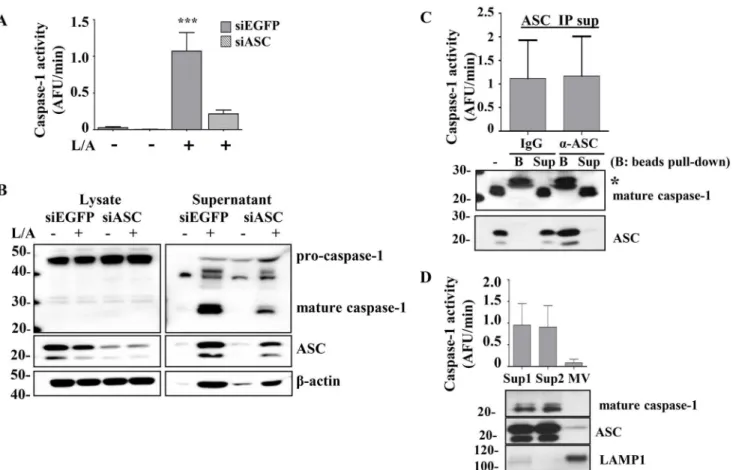Fig 8. Release of mature caspase-1 is ASC dependent but extracellular caspase-1 activity does not co-precipitate with ASC or predominate in microvesicles