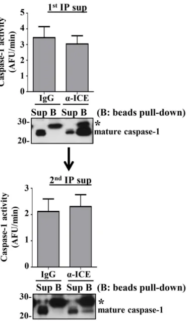 Fig 9. Immunoprecipitation (IP) of caspase-1 does not deplete all caspase-1 or affect detectable activity