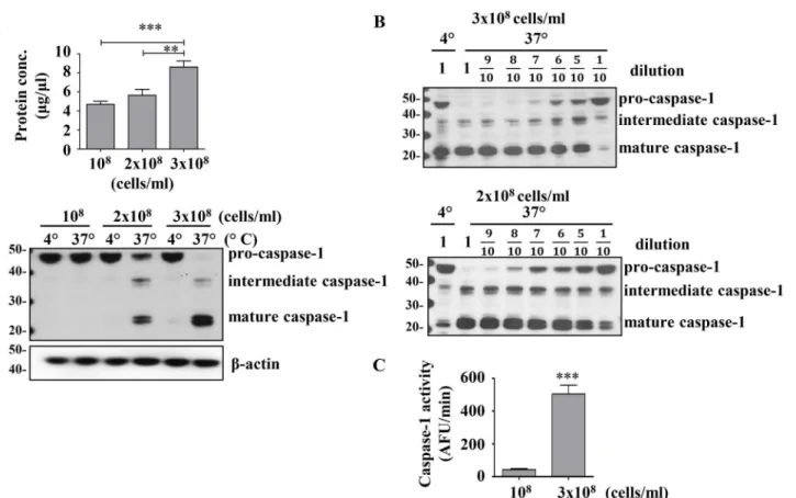 Fig 1. Activation of caspase-1 is dependent on protein concentration. A) Total protein yield (top) and caspase-1 cleavage (bottom) resulteing from 10 8 , 2x10 8 , and 3x10 8 THP1 cells/ml lysed in hypotonic buffer